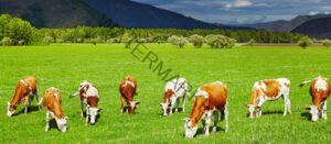 Animal visual data 5