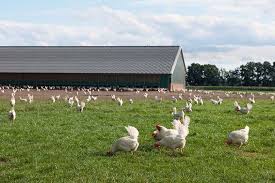 Round Worm Diseases in Poultry Farms and How to Treat with Herbs