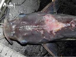 common diseases of catfish in Nigeria