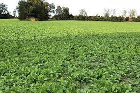 Cover Crops To Plant In Your Farm