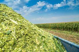 list of Crops Suitable for Silage Making