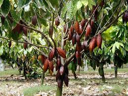 How To Grow Cacao In Hawaii