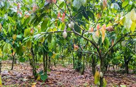 How To Grow Cocoa In South Africa