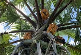 How To Grow Coconut In Uganda