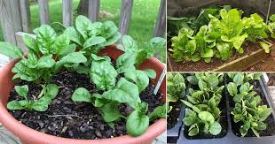 How To Grow Spinach In Pots