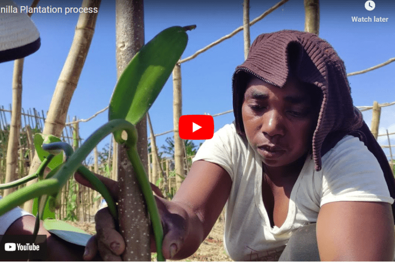 How To Grow Vanilla In Madagascar