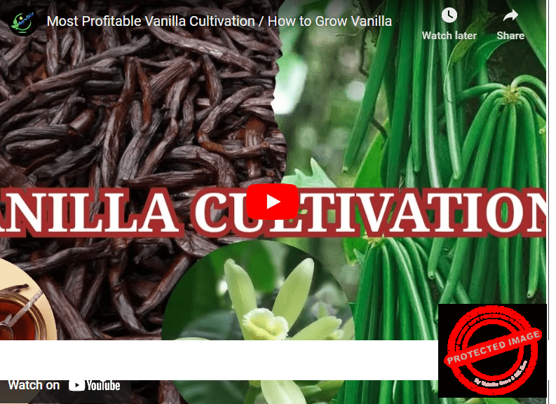 [Beginners Guide] How To Grow Vanilla In Malaysia