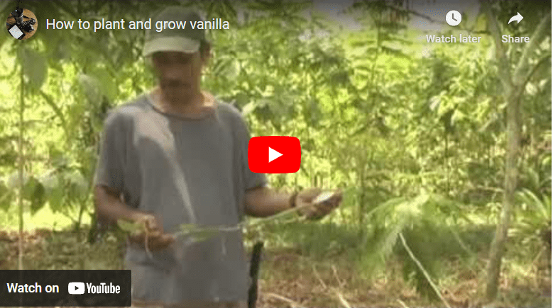 How To Grow Vanilla In Nigeria