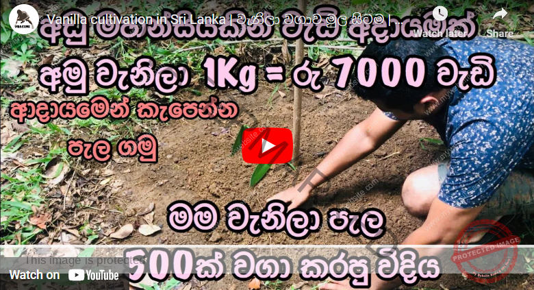 How To Grow Vanilla In Sri Lanka