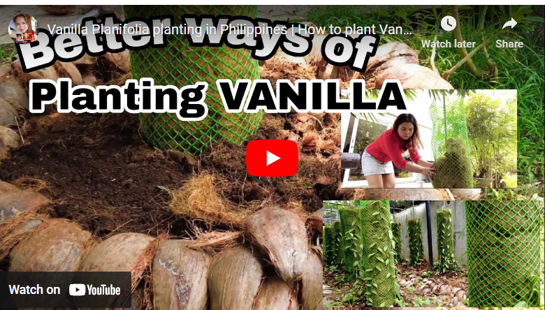 How To Grow Vanilla In The Philippines