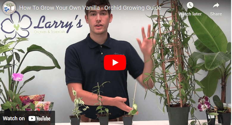 How To Grow Vanilla Orchid At Home