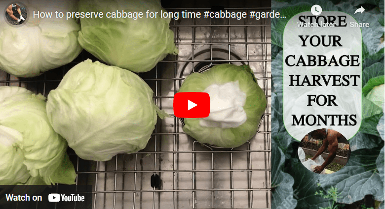 How To Preserve Cabbage For Long Storage