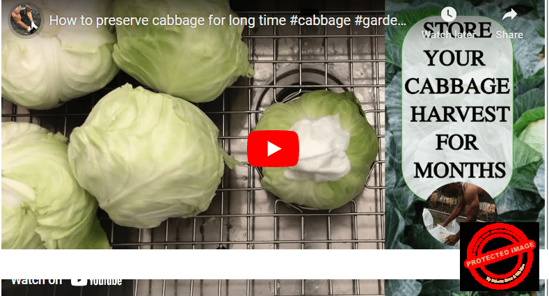 7 Ways How To Preserve Cabbage For Long Storage Agrolearner Com   How To Preserve Cabbage For Long Storage 