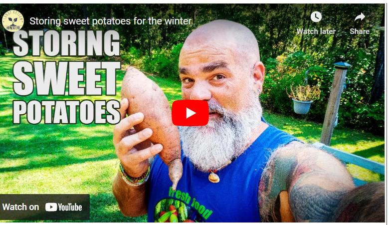 How To Preserve Sweet Potatoes For Long Time Storage