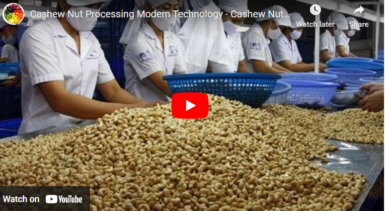 How To Process Cashew Nuts At Home