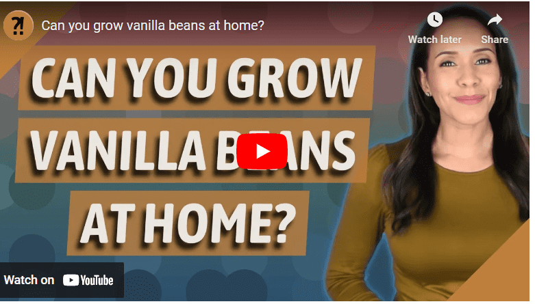 How to Grow Vanilla Beans From Seed