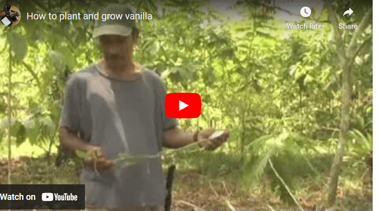 How to Grow Vanilla In Ghana