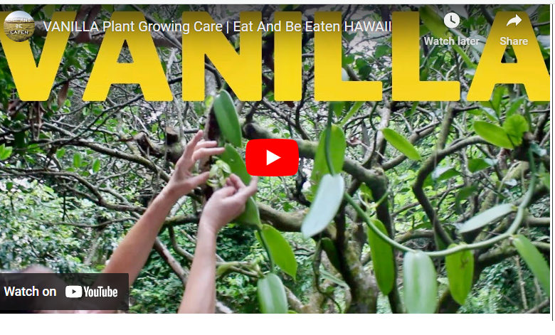 How to Grow Vanilla in Hawaii
