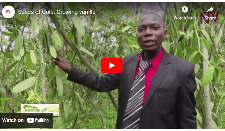 How to Grow Vanilla in Uganda