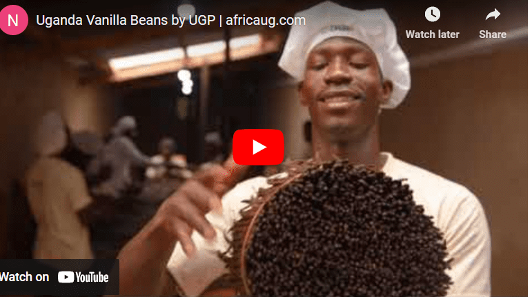 How to Grow Vanilla in Zambia