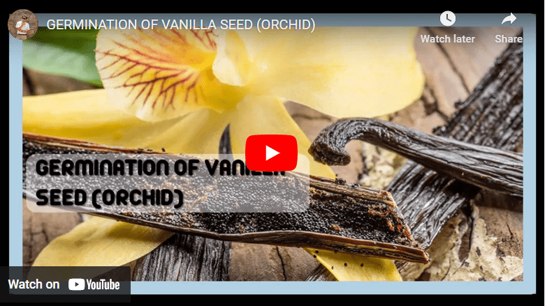 How to Grow Vanilla in Zimbabwe