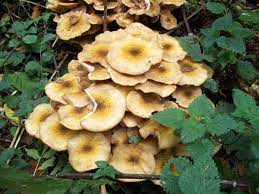 Plants Susceptible To Honey Fungus