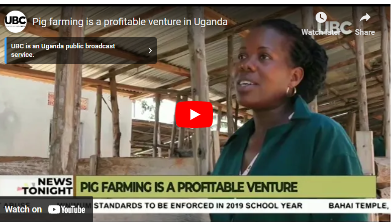 Richest Pig Farmer In Uganda