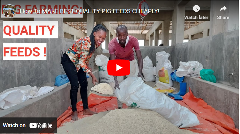 How To Formulate Pig Feed In Kenya