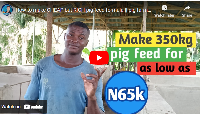 How To Formulate Pig Feed In Nigeria