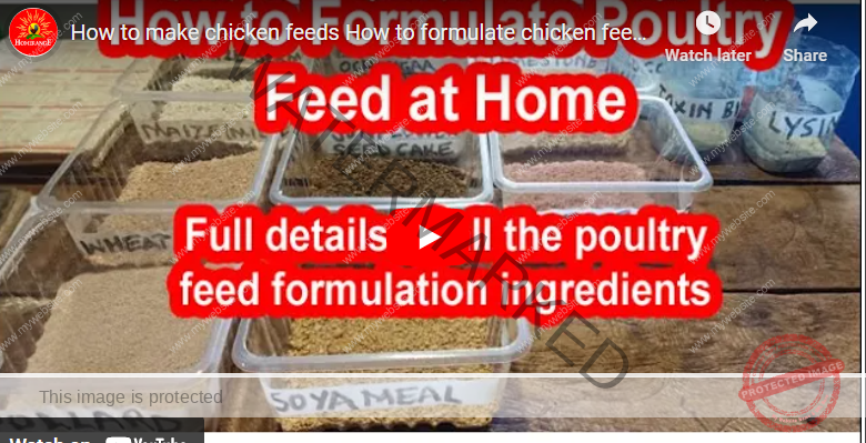  Beginners Guide How To Formulate Poultry Feed In Kenya Agrolearner