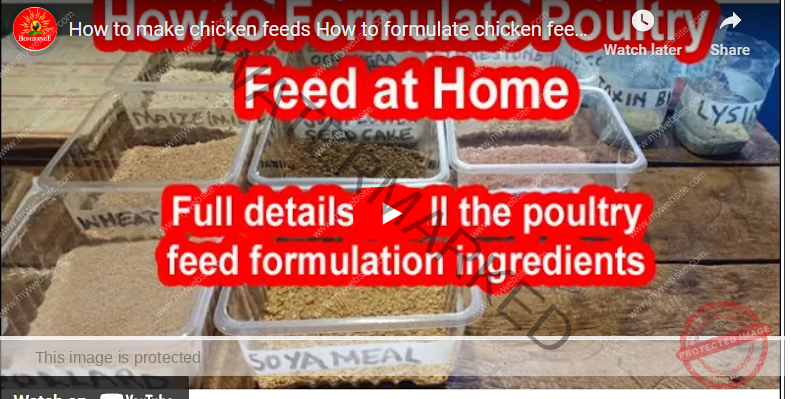 beginners-guide-how-to-formulate-poultry-feed-in-kenya-agrolearner