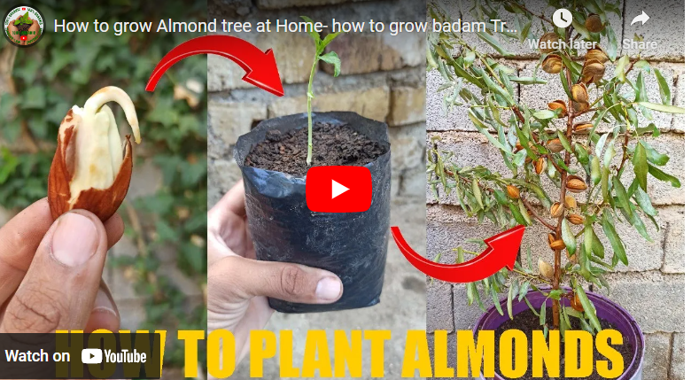How To Grow Badam From Seed