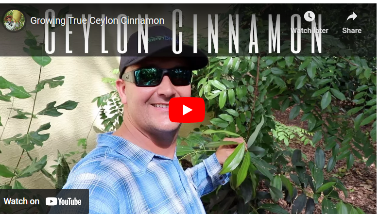 How To Grow Ceylon Cinnamon