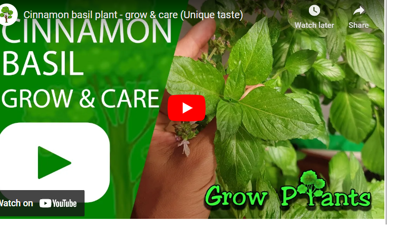 How To Grow Cinnamon Basil