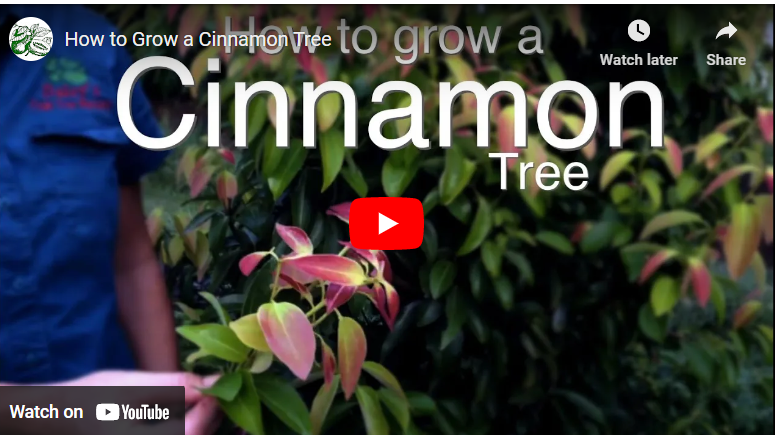 How To Grow Cinnamon In Canada