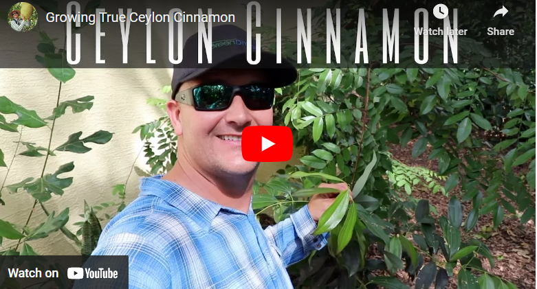 How To Grow Cinnamon In Zimbabwe