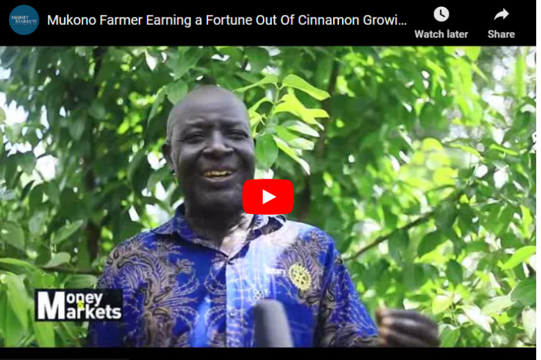 How To Grow Cinnamon in Uganda