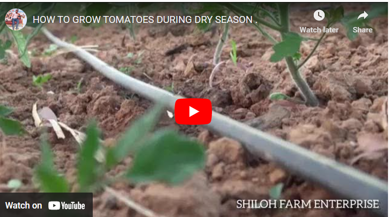 How To Plant Tomatoes in Dry Season in Ghana