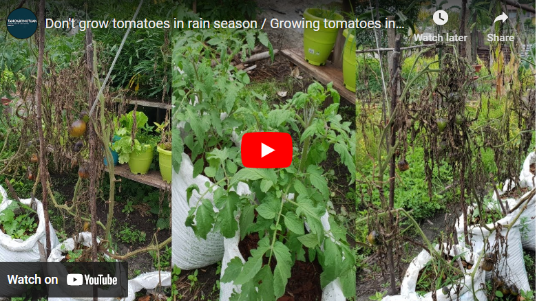 How To Plant Tomatoes in Dry Season in Kenya