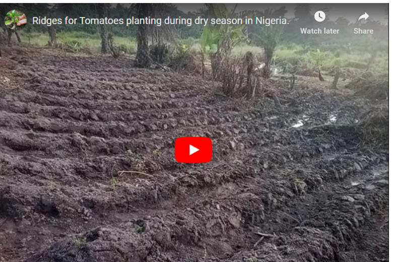 How To Plant Tomatoes in Dry Season in Nigeria