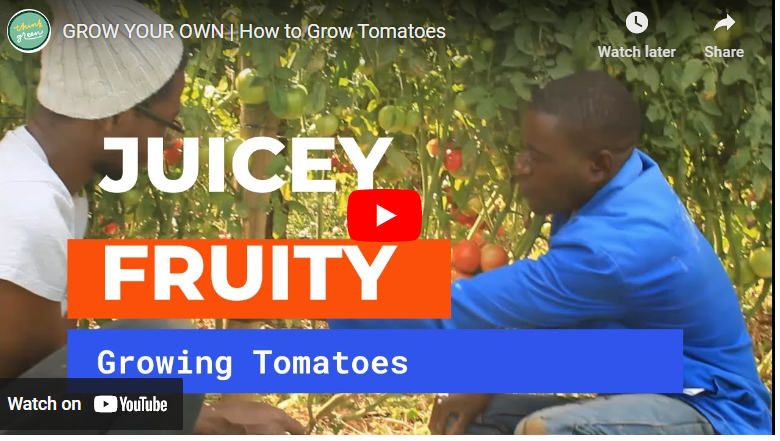 How To Plant Tomatoes in Dry Season in Zambia