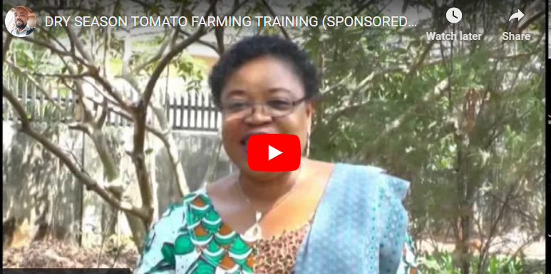 How To Plant Tomatoes in Dry Season in Zimbabwe