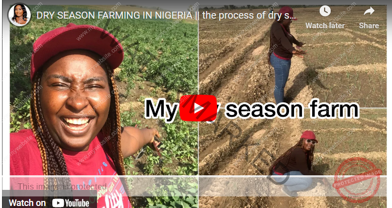 How To Plant Vegetables in Dry Season in Nigeria