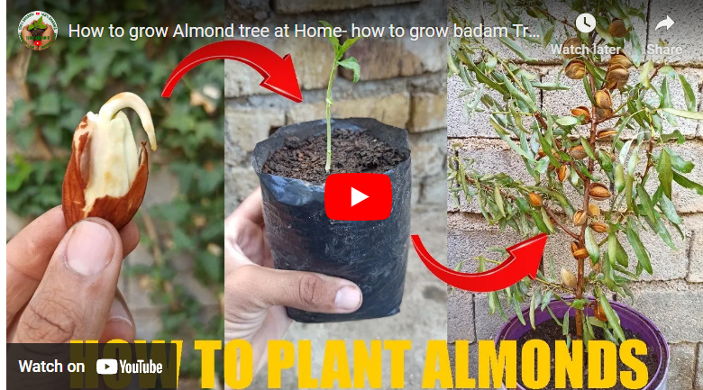 How to Grow Almond Tree from Seed