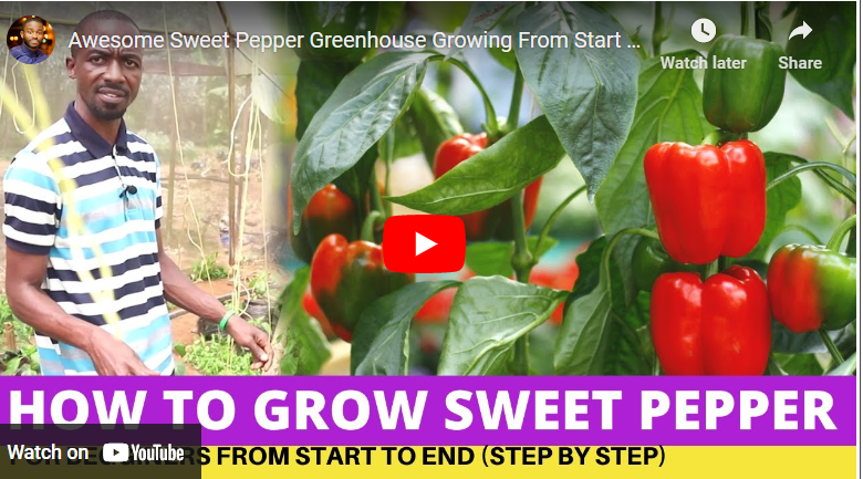 How to Grow Pepper in Uganda