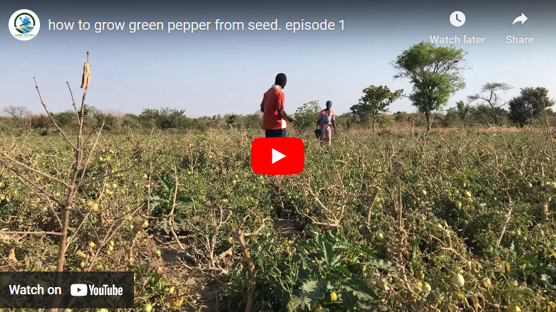 How to Grow Pepper in Zambia