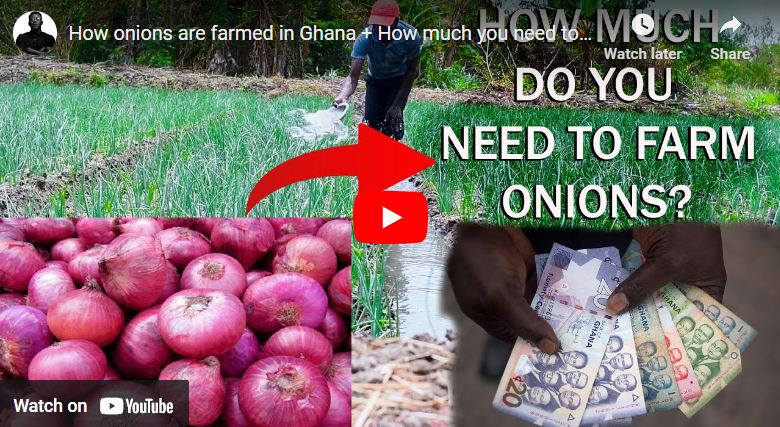 How to Plant Onions in Dry Season in Ghana