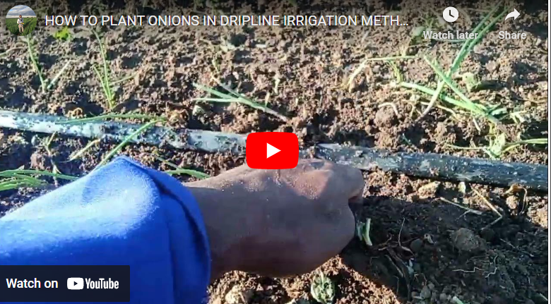 How to Plant Onions in Dry Season in Kenya