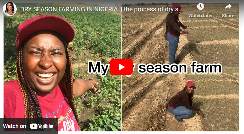 How to Plant Onions in Dry Season in Nigeria