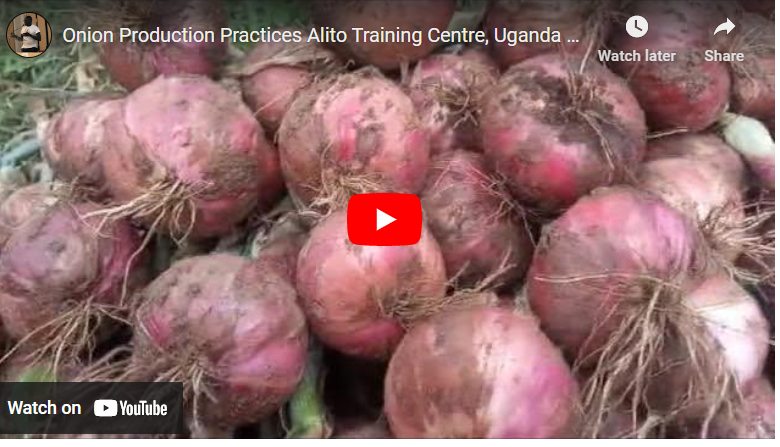 How to Plant Onions in Dry Season in Uganda